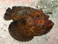 /album/resim-galerisi/stone-fish-532x400-1-jpg/